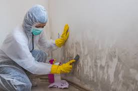 Best Black Mold Removal  in Wellsville, KS